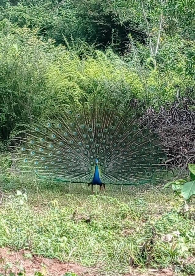 Forest View Home Stay Anuradhapura Zewnętrze zdjęcie